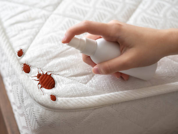 Best Flea Control Services  in Helotes, TX